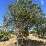 Acacia lasiocalyx ('Shaggy wattle')
