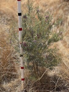 Measuring the height of a Melaleuca brophyi ('Saltwater paperbark').