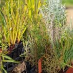 close up photo of Mixed native seedlings in seedling trays