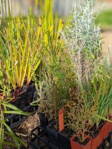 close up photo of Mixed native seedlings in seedling trays