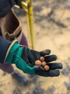 Hand with gardening glove holding sandalwood seeds