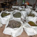 Bags of native seed and plant material in a large open shed