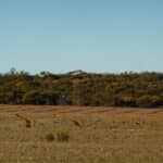 Planting rows with native bush in the background