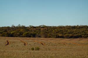 Planting rows with native bush in the background