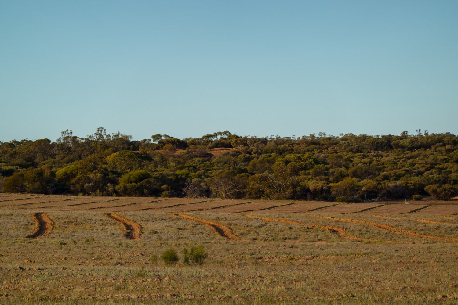 Planting rows with native bush in the background