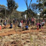 People and kids planting seedlings in the ground surrounded by plant support sticks