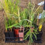 Seedlings in seeding pots ready to be planted