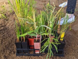 Seedlings in seeding pots ready to be planted