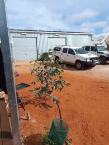 Eucalyptus tree growing in red dirt near a shed and two cars