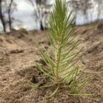 Calothamnus seedling planted in the ground