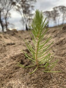 Calothamnus seedling planted in the ground