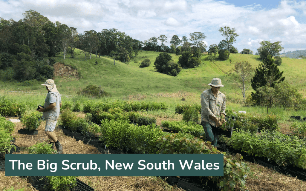 The Big Scrub NSW