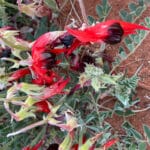 Sturt's desert pea (Swainsona formosa) growing in red dirt