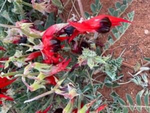Sturt's desert pea (Swainsona formosa) growing in red dirt