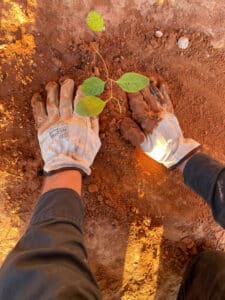 Hands with gloves on planting a seedling in red dirt