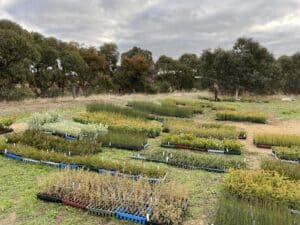 Mixed species seedlings organise into species on the ground
