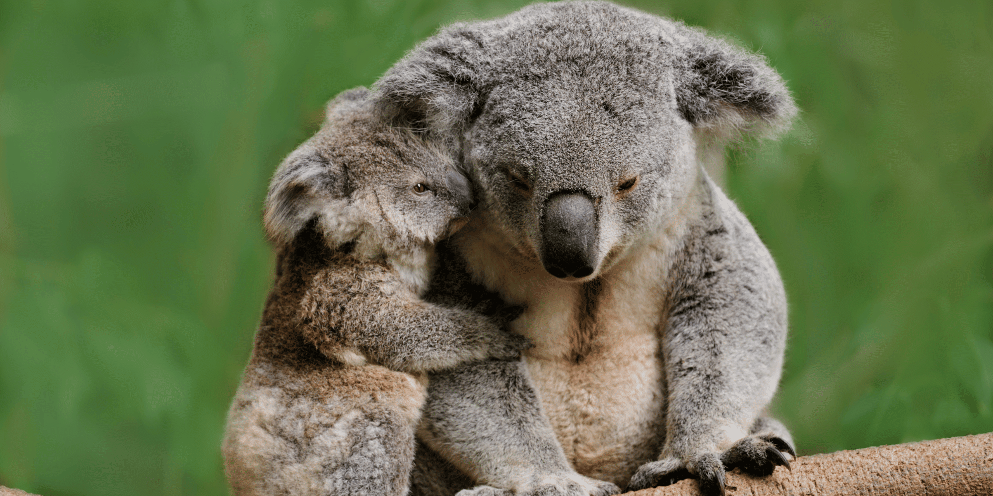 Save koala habitat and protect the Big Scrub
