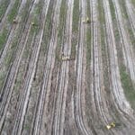 High angled drone image of people planting along planting rows.