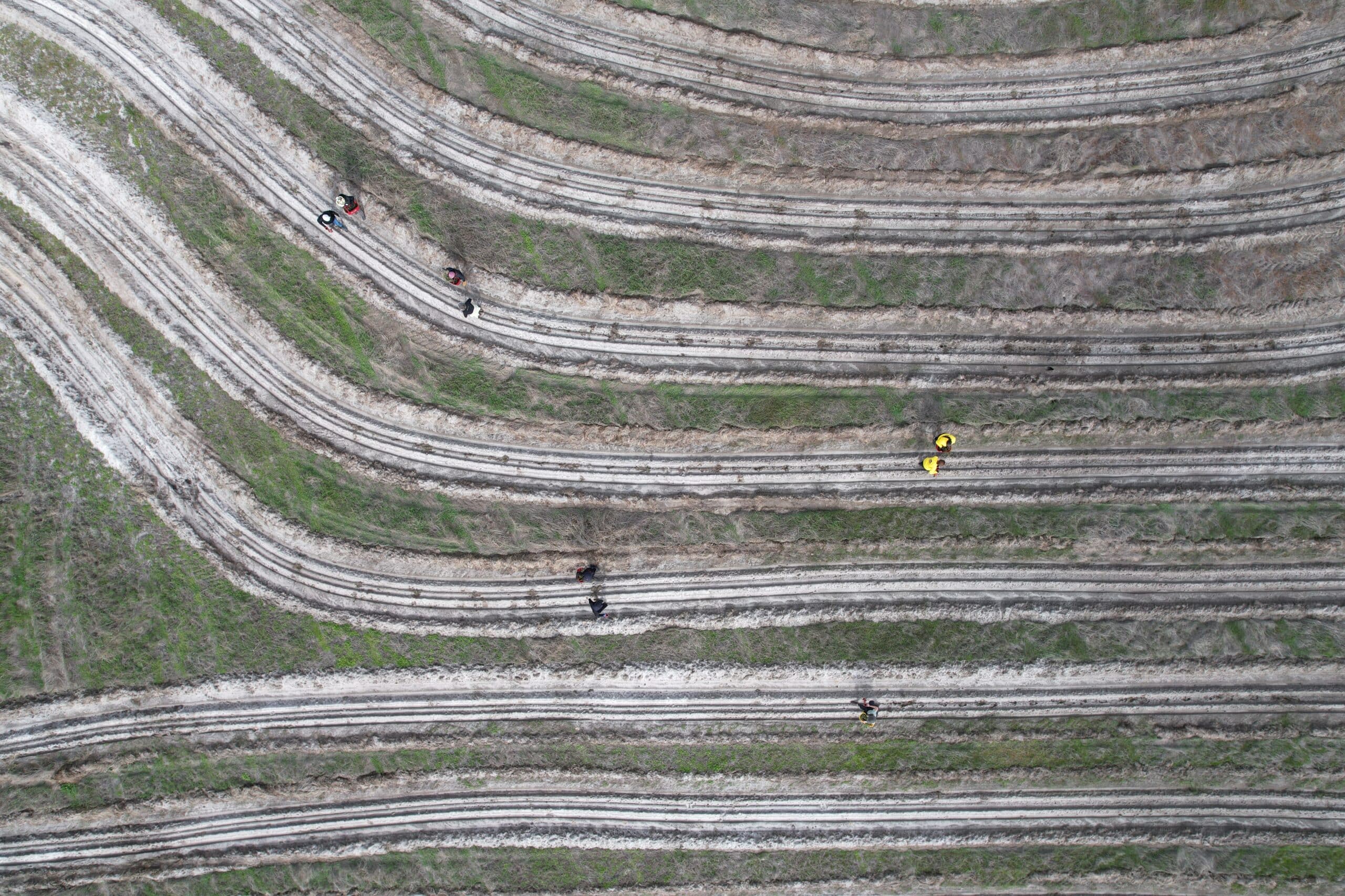 Birds eye view of people planting along planting rows