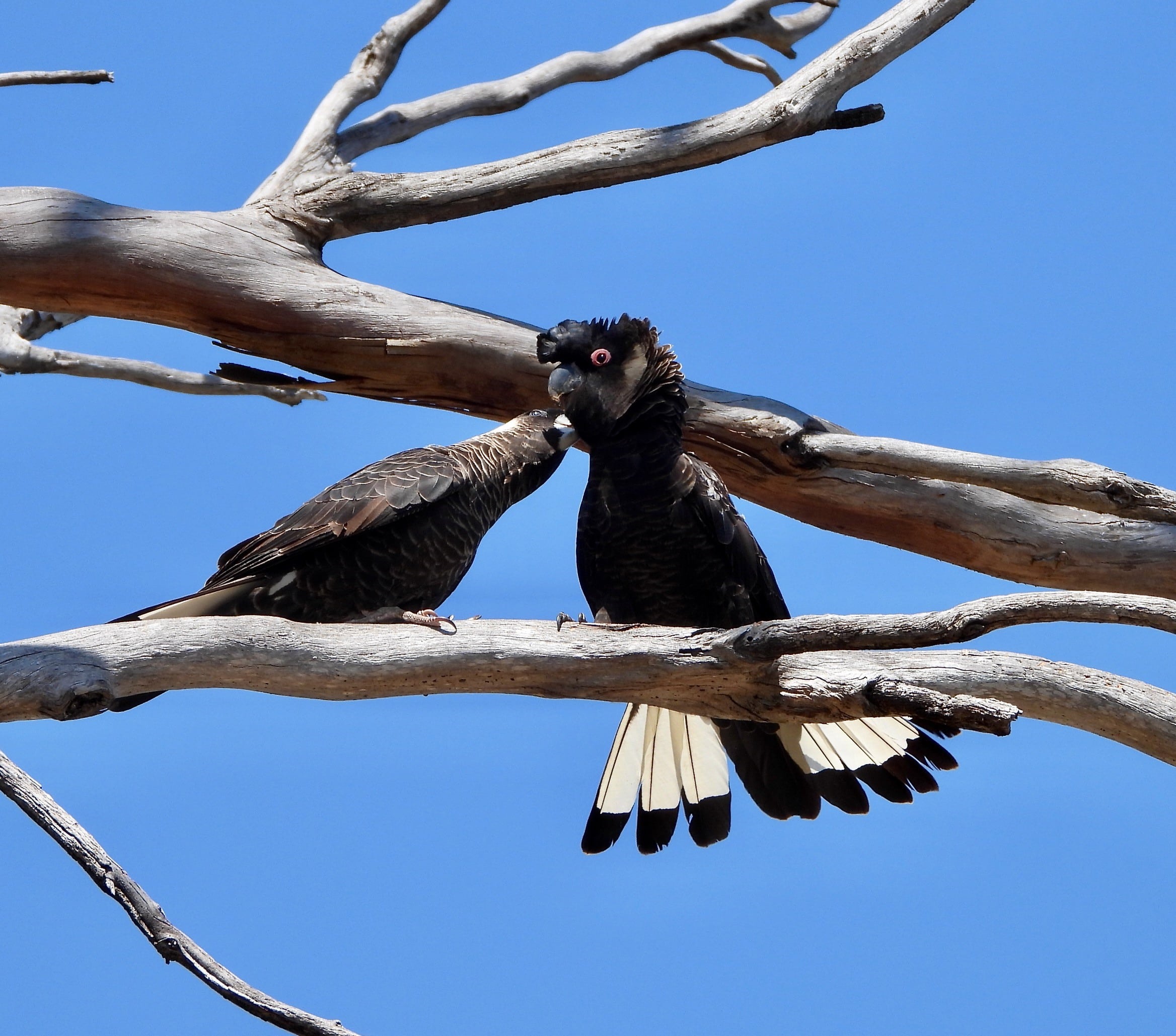 Protect Carnaby's Cockatoos