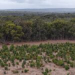 Drone shot of planting area in front of reserve bushland