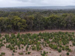 Drone shot of planting area in front of reserve bushland