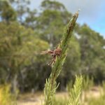 Close up of a spider on Calothamnus tree