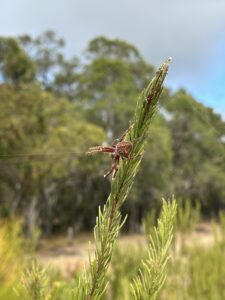 Close up of a spider on Calothamnus tree