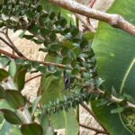 Close up of a shield bug on Melaleuca densa leaves