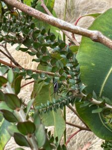 Close up of a shield bug on Melaleuca densa leaves