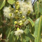 Close up of a flowering Corymbia ('Marri') tree