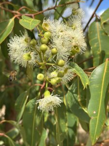 Close up of a flowering Corymbia ('Marri') tree