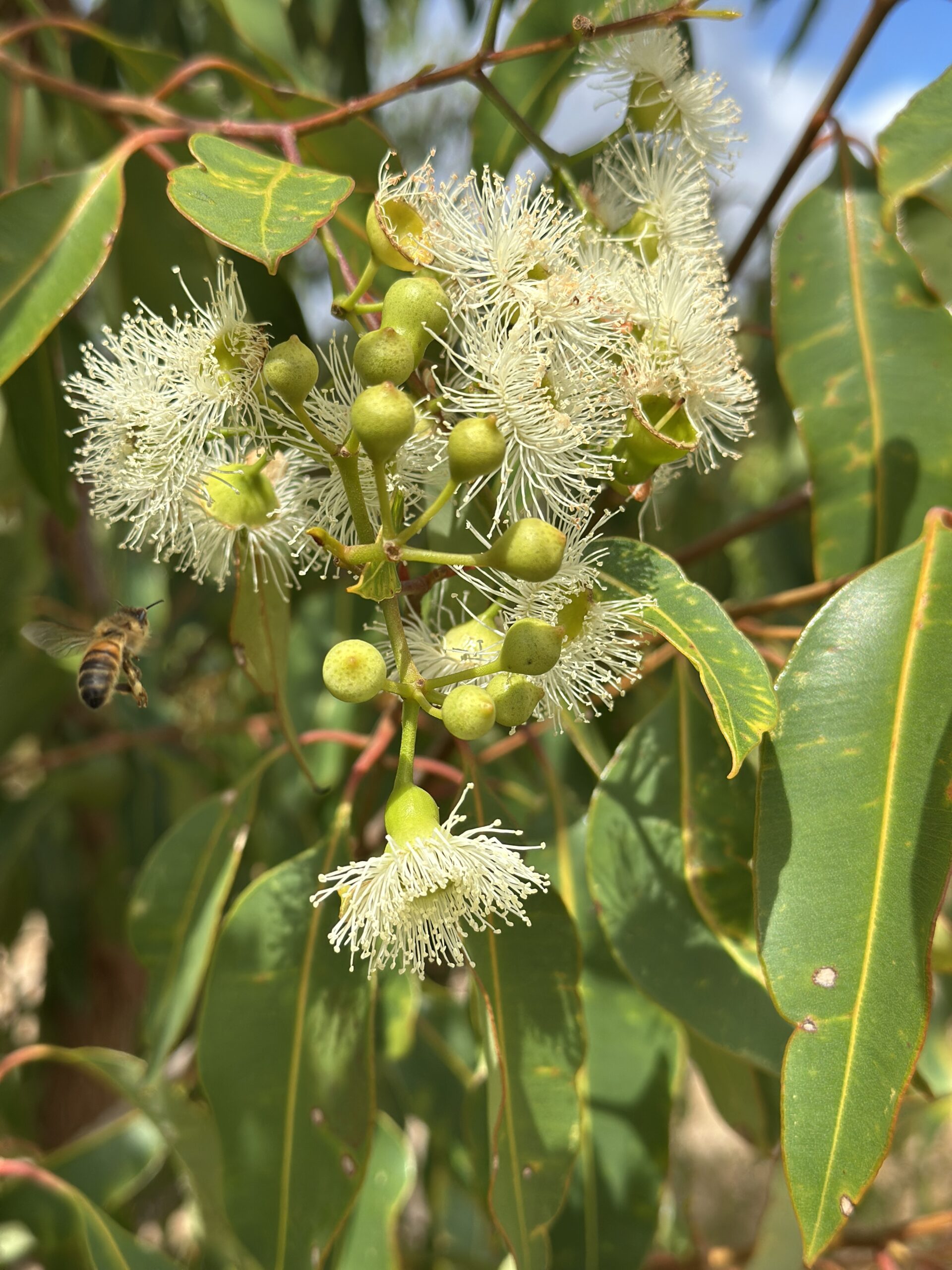 Close up of a flowering Corymbia ('Marri') tree