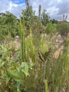 Close up of a Calothamnus and a Daviesia tree