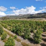 Drone photo of thriving planting rows with mountain range in the background