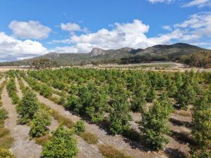 Drone photo of thriving planting rows with mountain range in the background