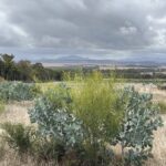 Impressive Eucalyptus pleurocarpa and Acacia extensa growth