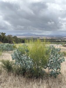 Impressive Eucalyptus pleurocarpa and Acacia extensa growth