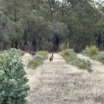 Two kangaroos in the distance between planting rows