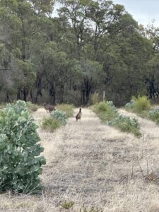 Two kangaroos in the distance between planting rows