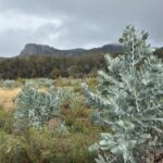 Tall Eucalyptus pleurocarpa growth with mountain range in the background