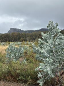 Tall Eucalyptus pleurocarpa growth with mountain range in the background