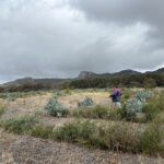 Man walking down the planting rows with mountain range in the background