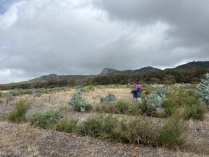Man walking down the planting rows with mountain range in the background