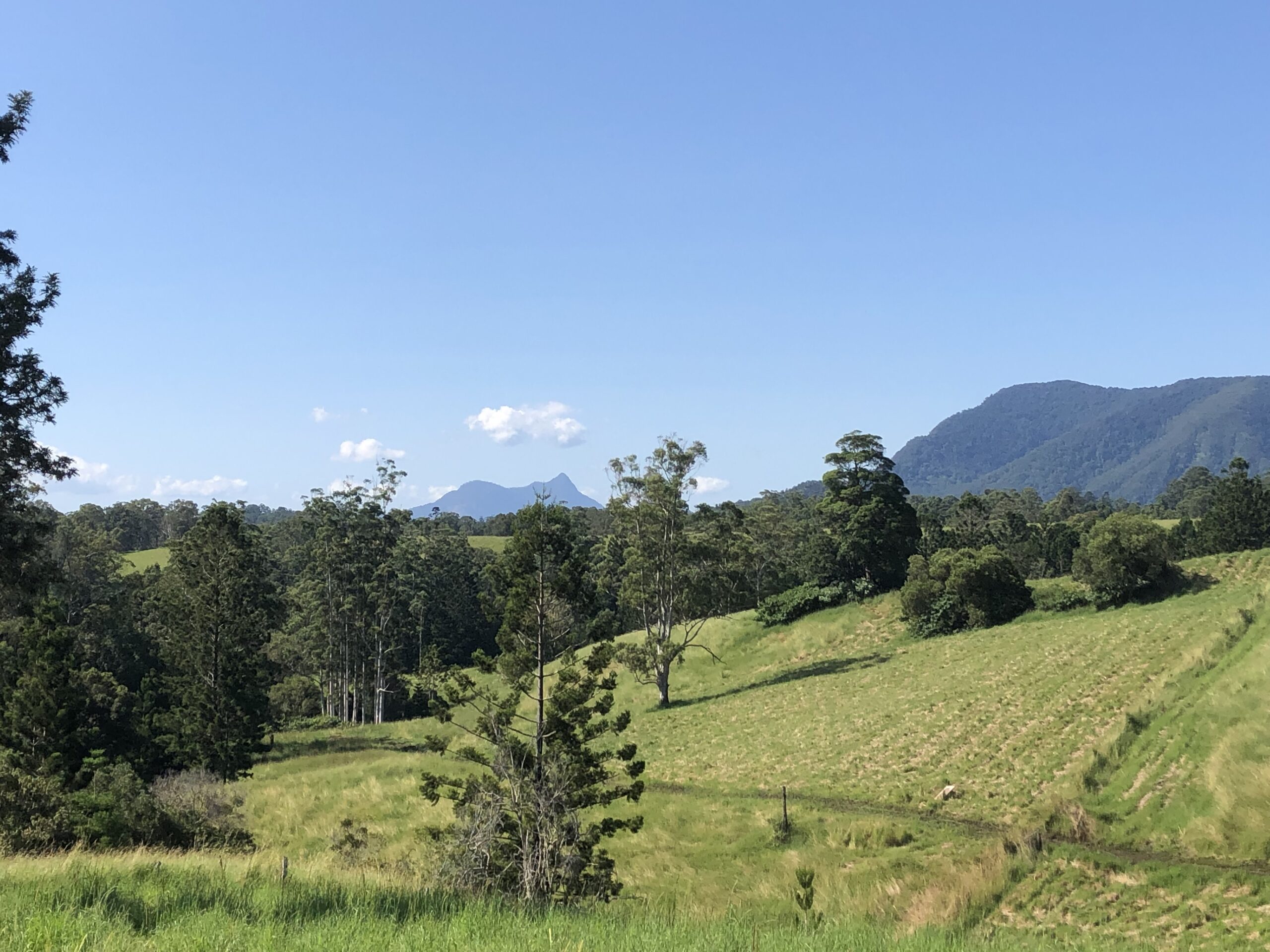 View of the cleared land with several tall trees