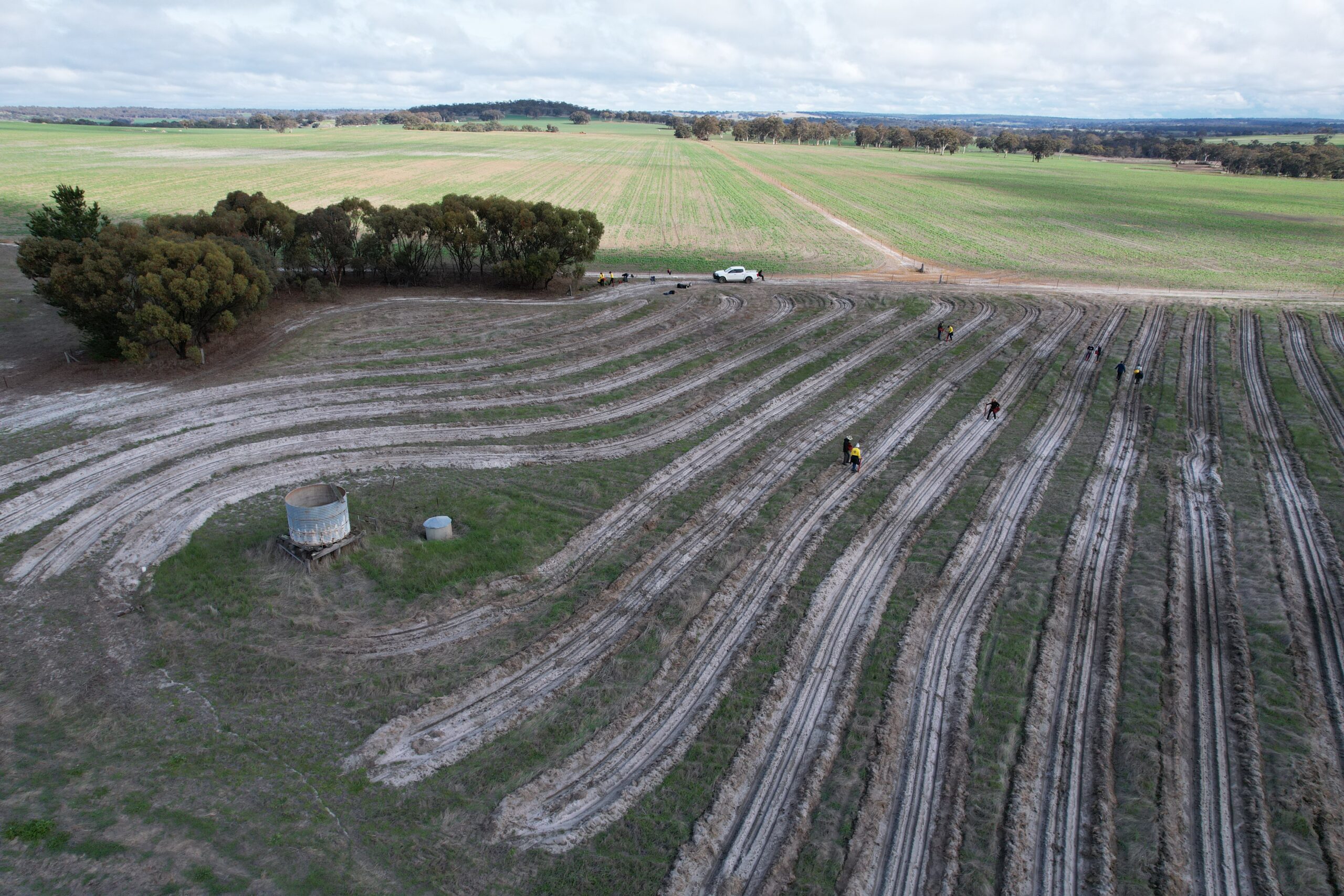 Aerial photograph of planting rows