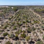 Aerial image of planting rows surrounded by remnant bushland