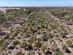 Aerial image of planting rows surrounded by remnant bushland