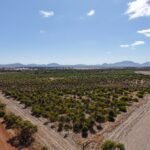 Aerial image of planting area with ranges in the background