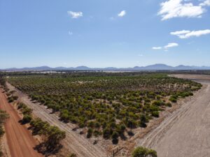 Aerial image of planting area with ranges in the background
